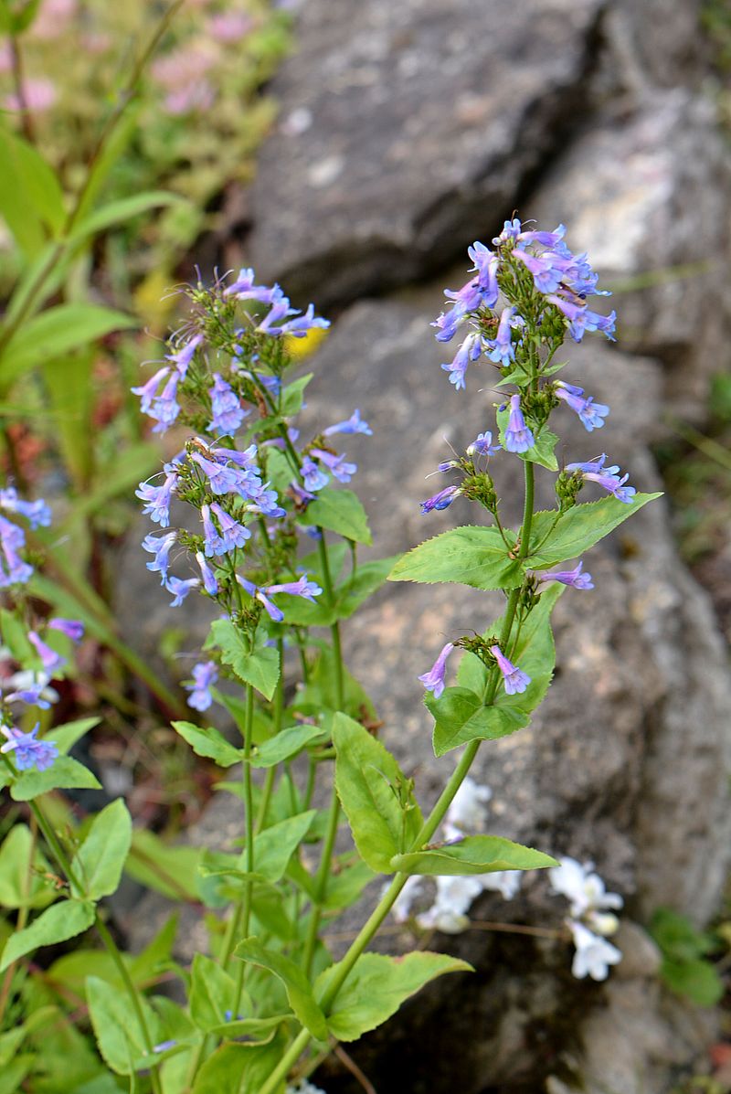 Изображение особи род Penstemon.