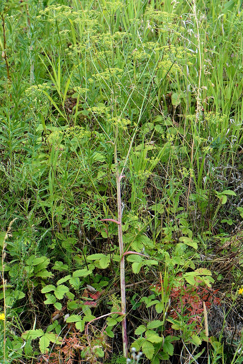 Изображение особи Xanthoselinum alsaticum.