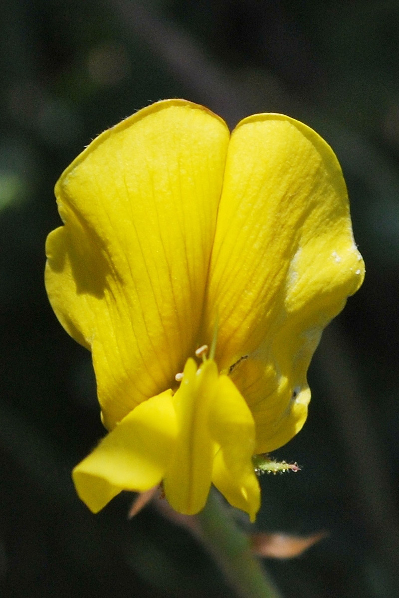 Изображение особи Calophaca tianschanica.