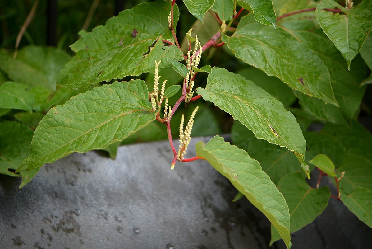 Изображение особи Reynoutria &times; bohemica.