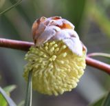 Hakea laurina. Распускающееся соцветие. Испания, автономное сообщество Каталония, провинция Жирона, комарка Баш-Эмпорда, муниципалитет Палафружель, ботанический сад \"Кап-Роч\". 08.12.2019.