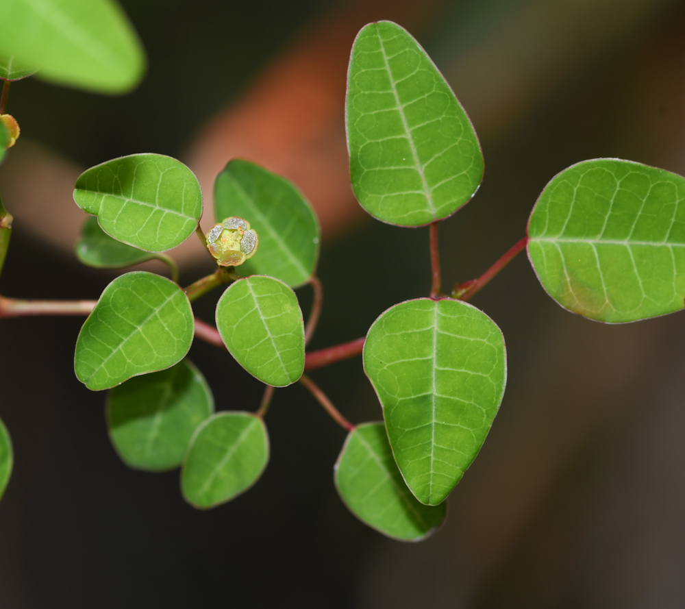 Image of Euphorbia schlechtendalii specimen.