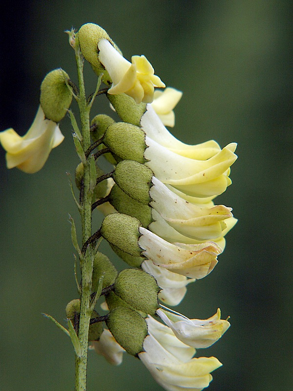 Image of Astragalus membranaceus specimen.