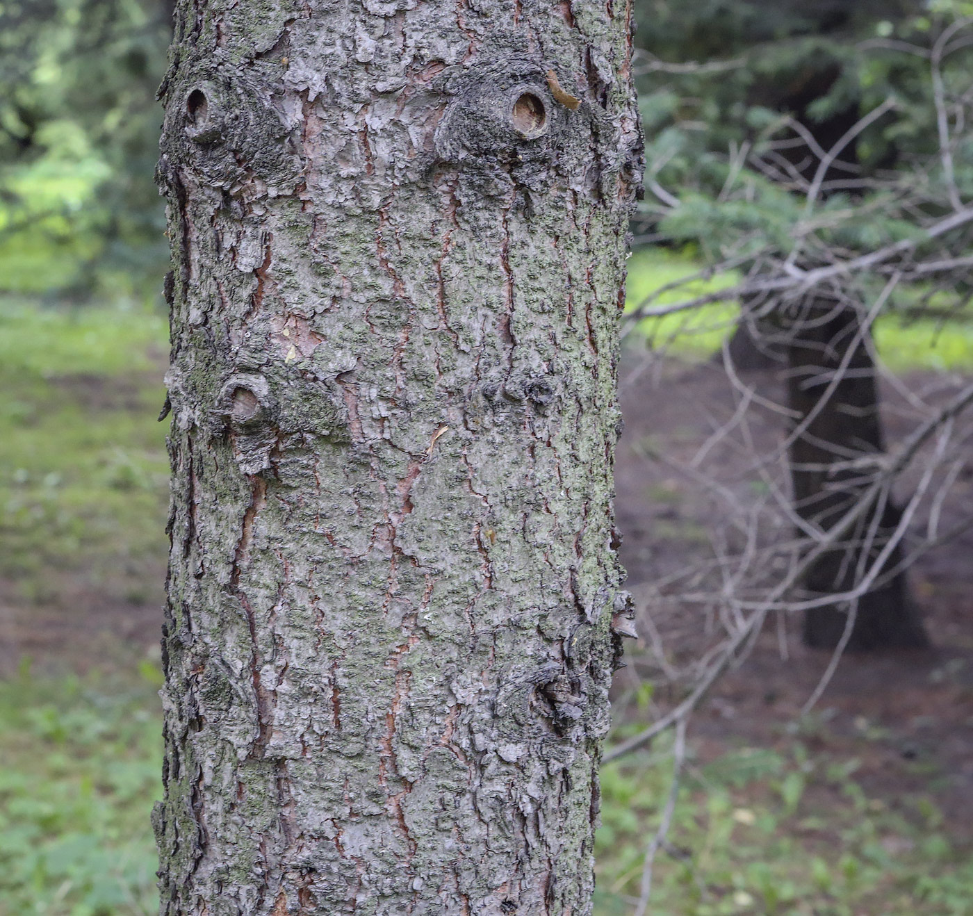 Изображение особи Picea schrenkiana.