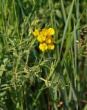 Lathyrus pratensis