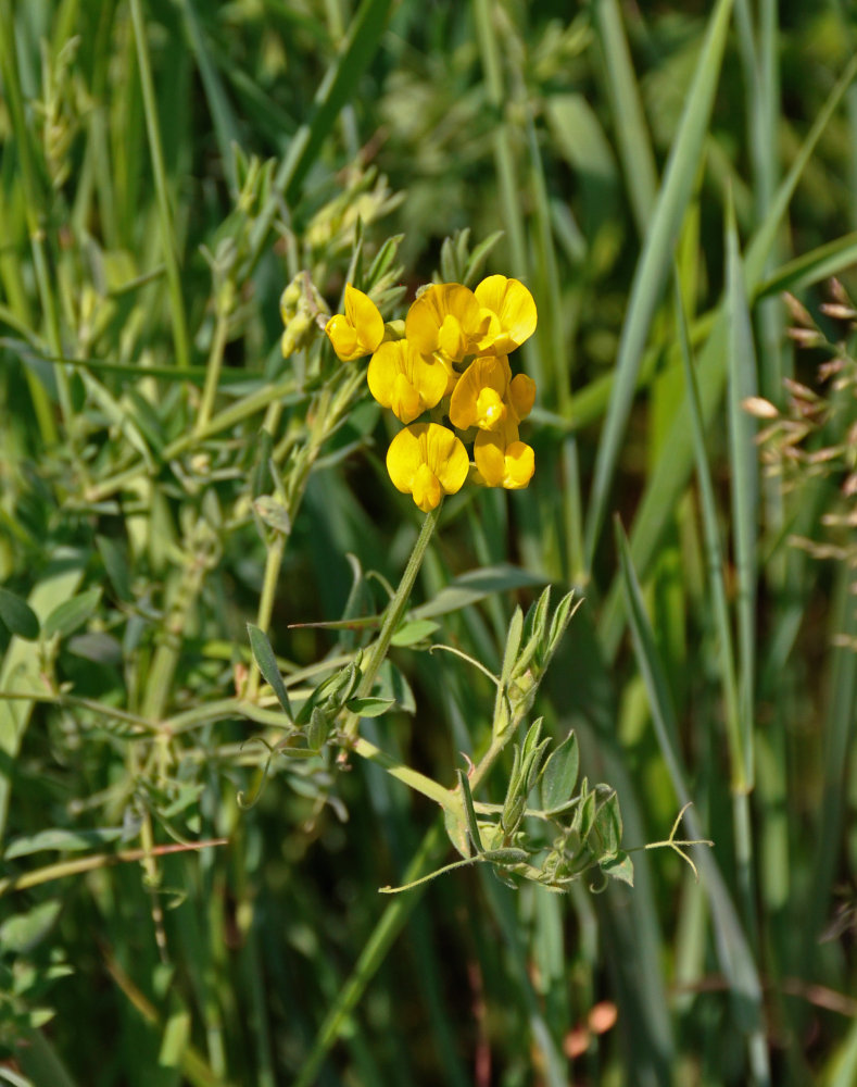 Изображение особи Lathyrus pratensis.