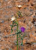 Centaurea adpressa. Верхушка повреждённого побега с соцветием и обёртками осыпавшихся соплодий. Астраханская обл., Ахтубинский р-н, Богдинско-Баскунчакский заповедник, гора Большое Богдо, сухой склон. 22.08.2020.