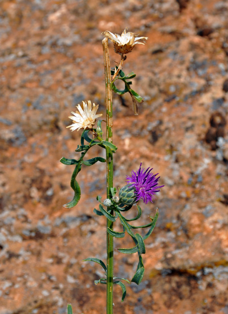 Изображение особи Centaurea adpressa.