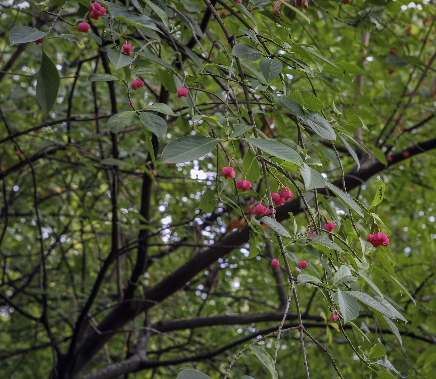 Изображение особи Euonymus europaeus.