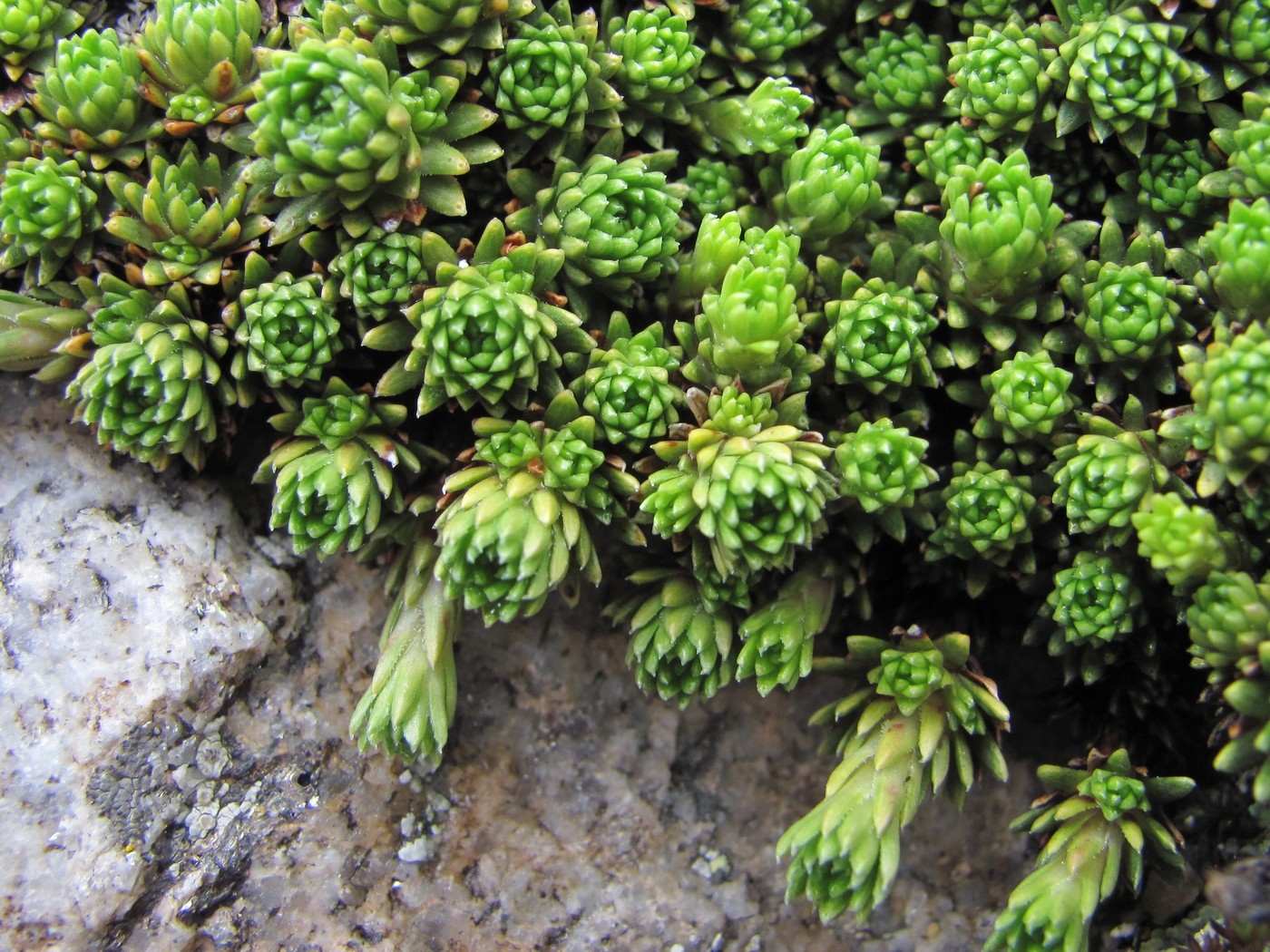 Изображение особи Saxifraga scleropoda.