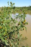 Bidens cernua. Верхушки цветущих растений. Нидерланды, провинция Drenthe, национальный парк Drentsche Aa, заказник Eexterveld, берег небольшого пруда. 13 сентября 2008 г.