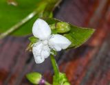 Callisia gracilis. Присоцветный лист и соцветие. Перу, регион Куско, провинция Урубамба, Machupicchu pueblo, неухоженная клумба у тропы к горячим источникам. 21.10.2019.