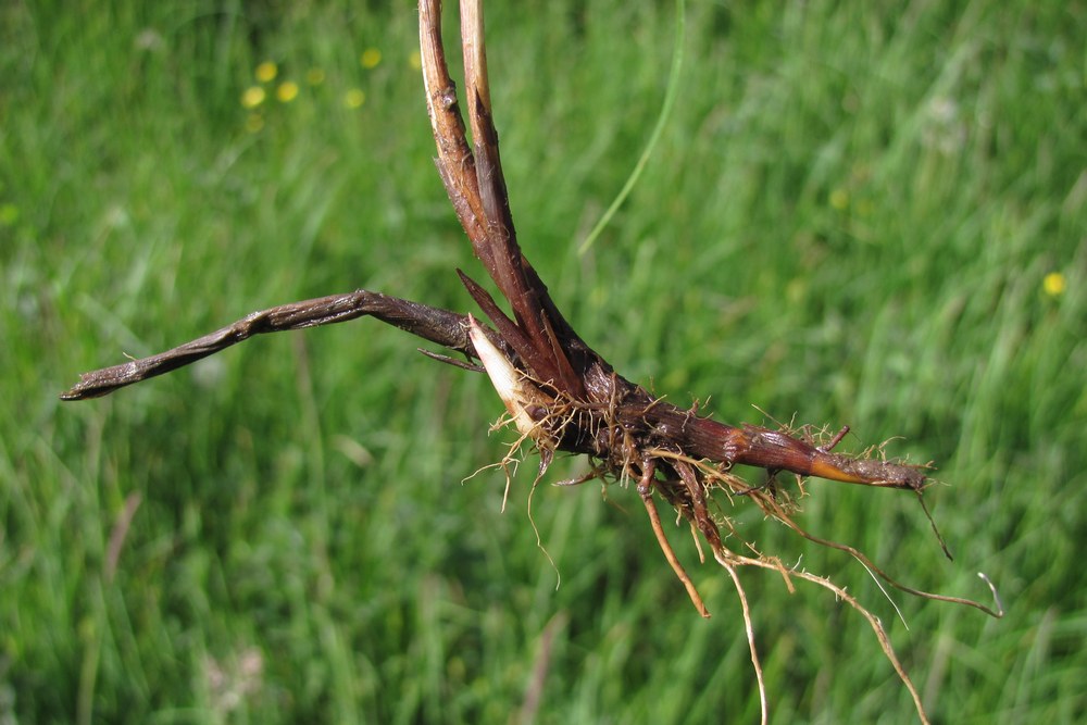 Image of Carex hirta specimen.