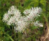 Thalictrum contortum