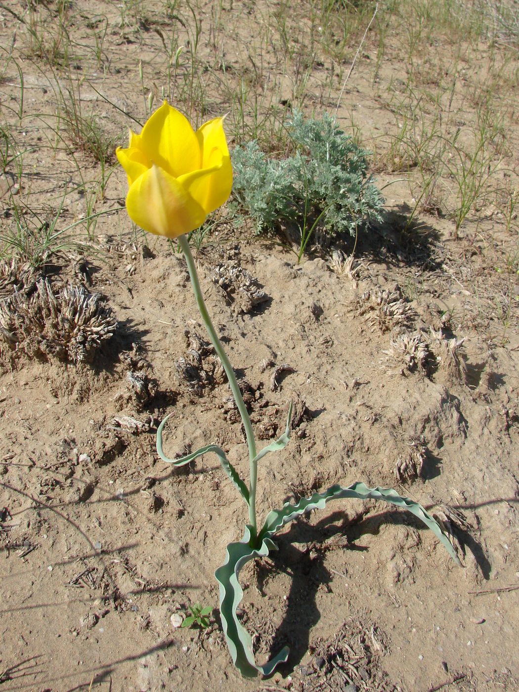 Изображение особи Tulipa lehmanniana.