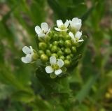 Image of taxon representative. Author is Анатолий Лисицын