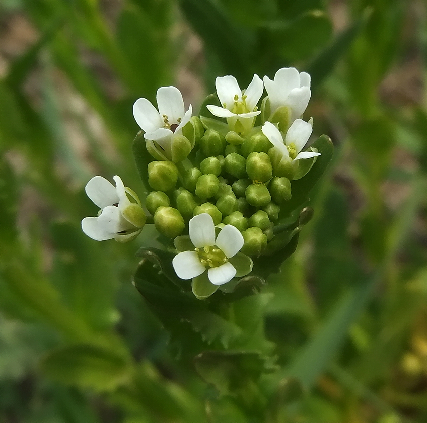 Image of Thlaspi arvense specimen.