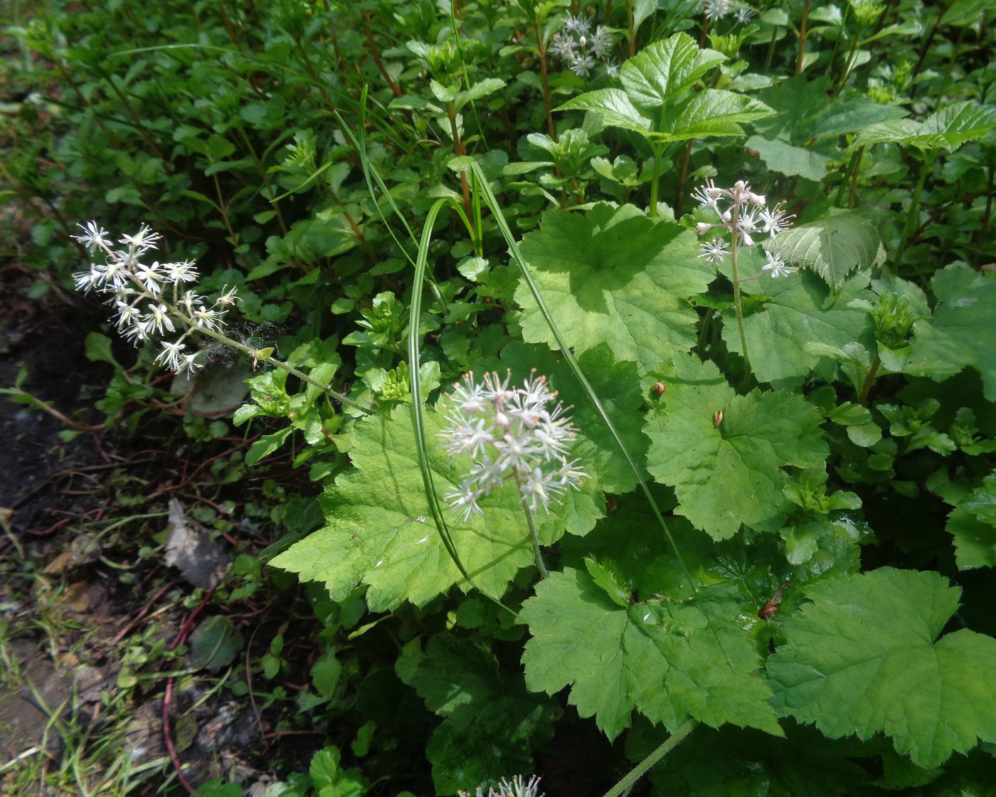 Image of Tiarella cordifolia specimen.