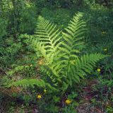 Dryopteris filix-mas. Взрослое растение на опушке смешанного леса. Свердловская обл., окр. г. Североуральск. 28.06.2007.