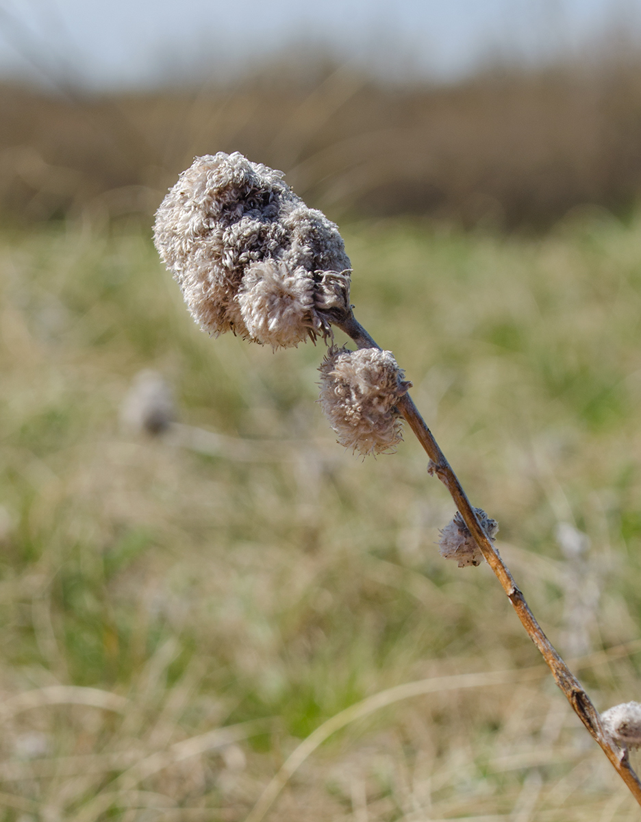 Image of Artemisia sericea specimen.