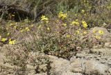 Helianthemum italicum