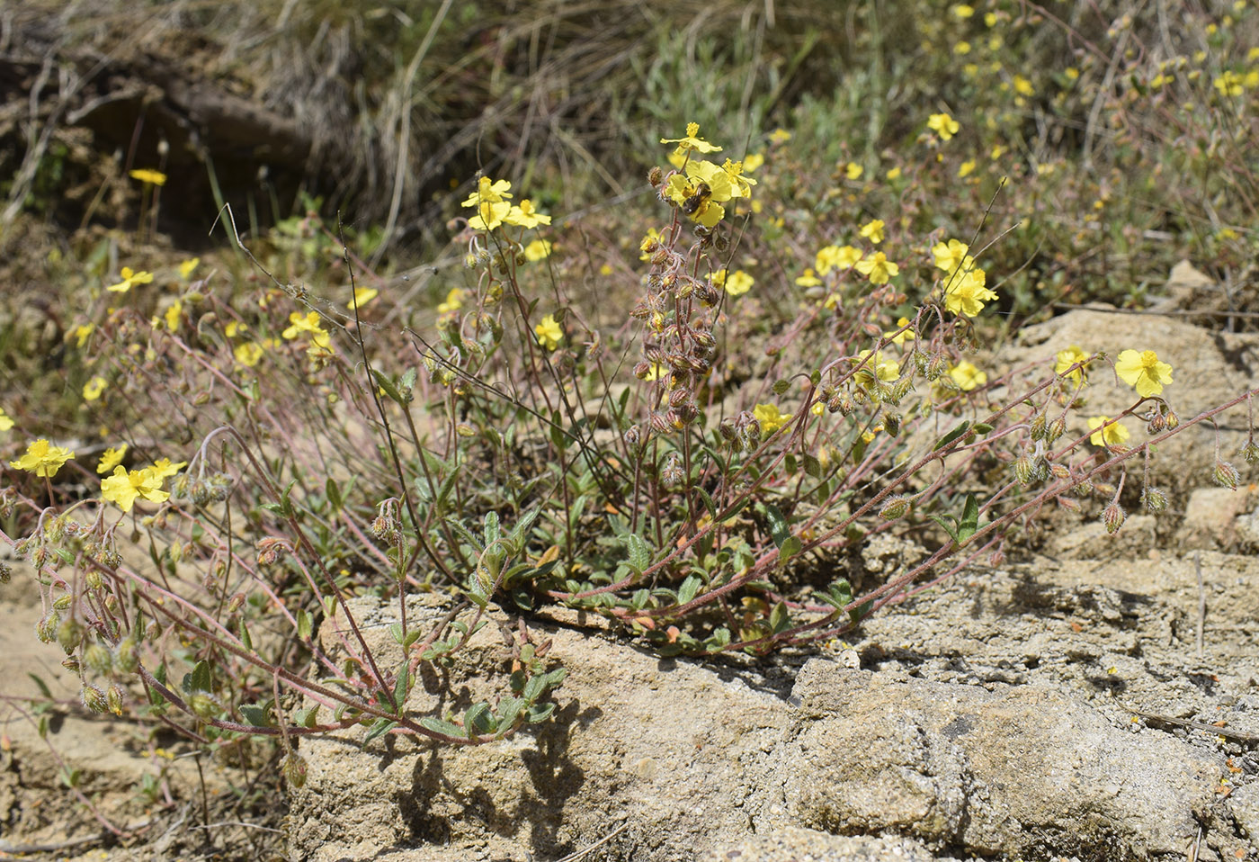 Изображение особи Helianthemum italicum.