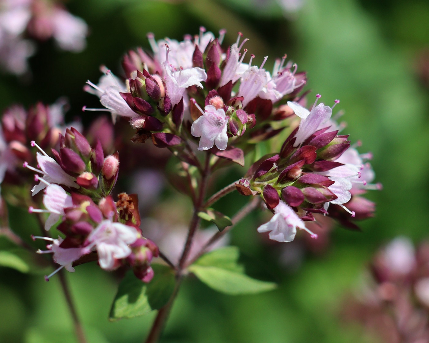 Изображение особи Origanum vulgare.