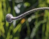 Trommsdorffia maculata