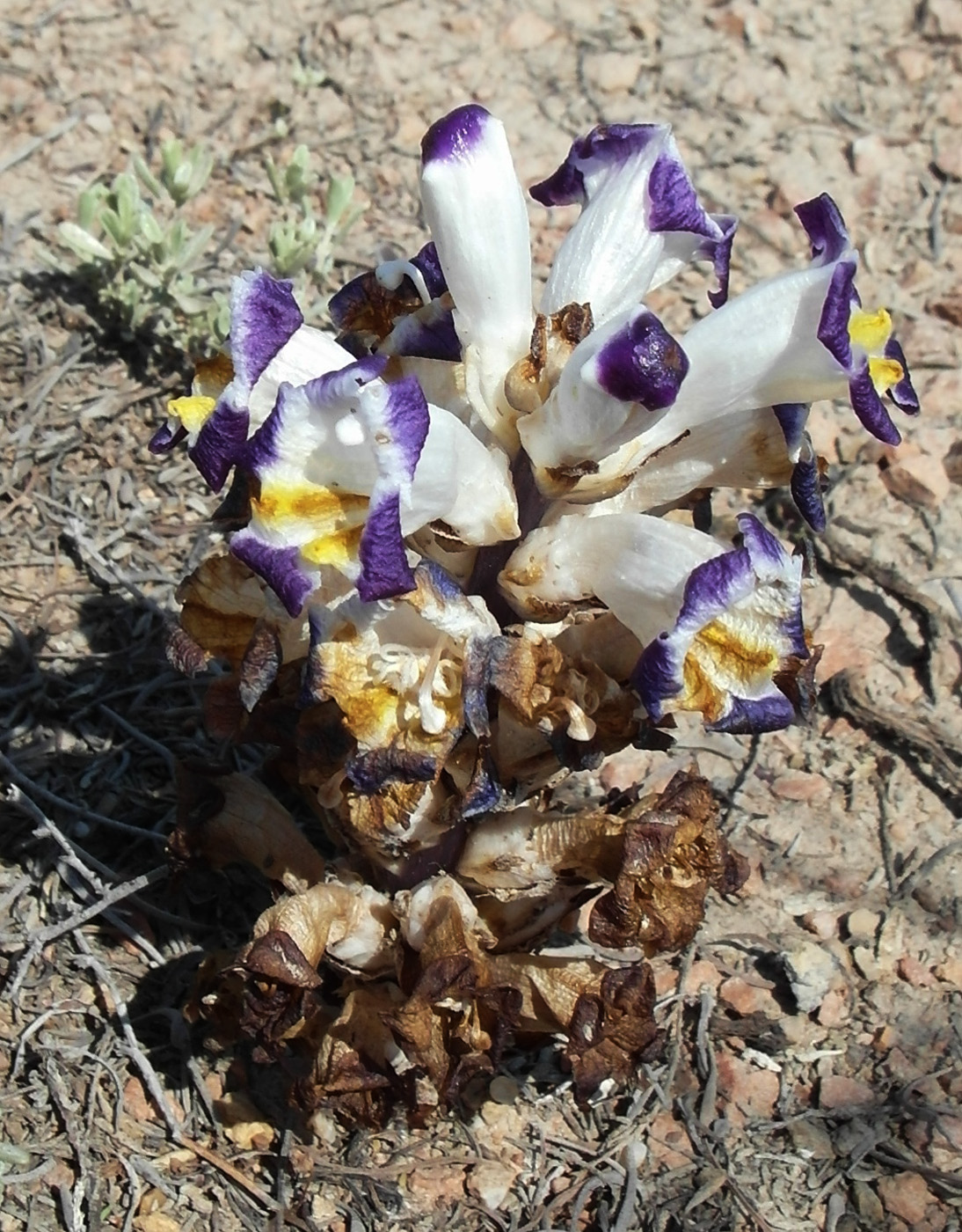 Image of Cistanche salsa specimen.