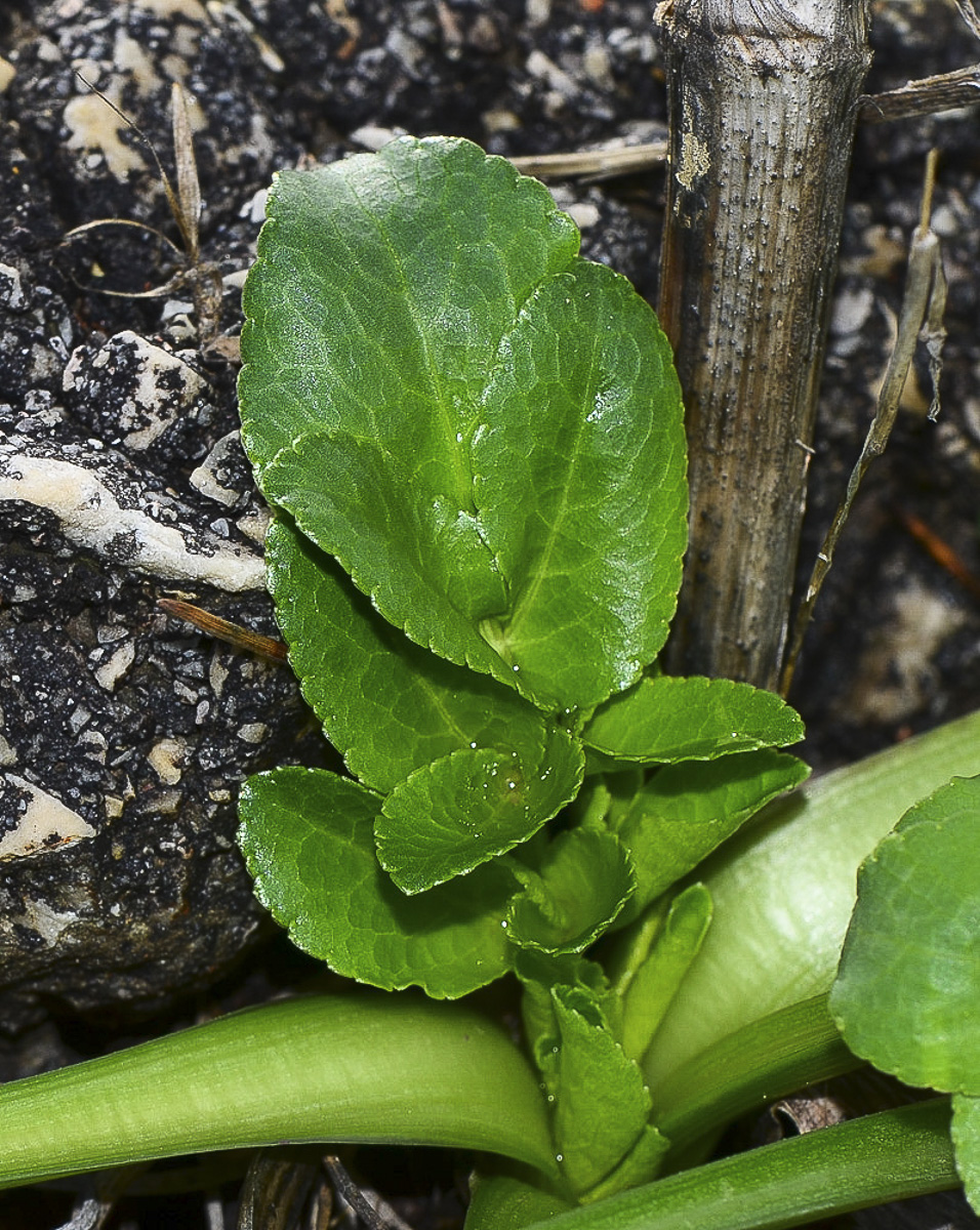 Изображение особи Smyrnium olusatrum.