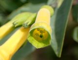 Nicotiana glauca. Цветок. Греция, Эгейское море, о. Сирос, ю-в окраина г. Эрмуполис (Ερμούπολη), рядом с автодорогой, частный земельный участок. 27.04.2021.