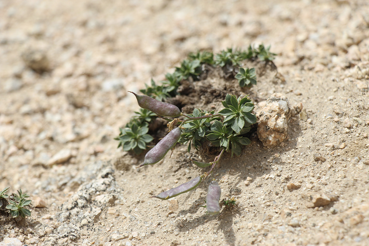 Image of Parrya saxifraga specimen.