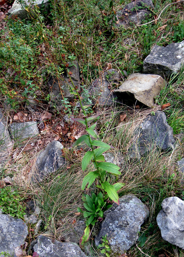 Image of Digitalis grandiflora specimen.