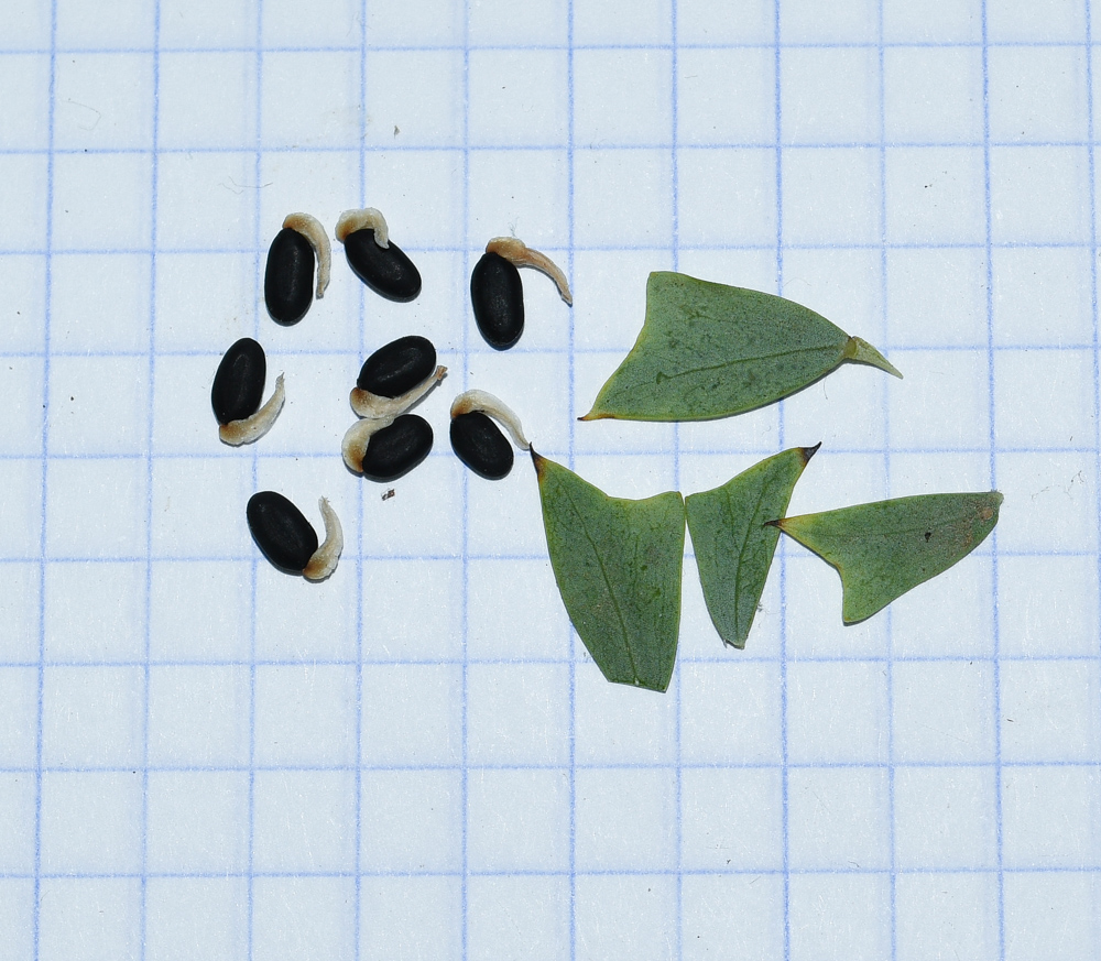 Image of Acacia cultriformis specimen.