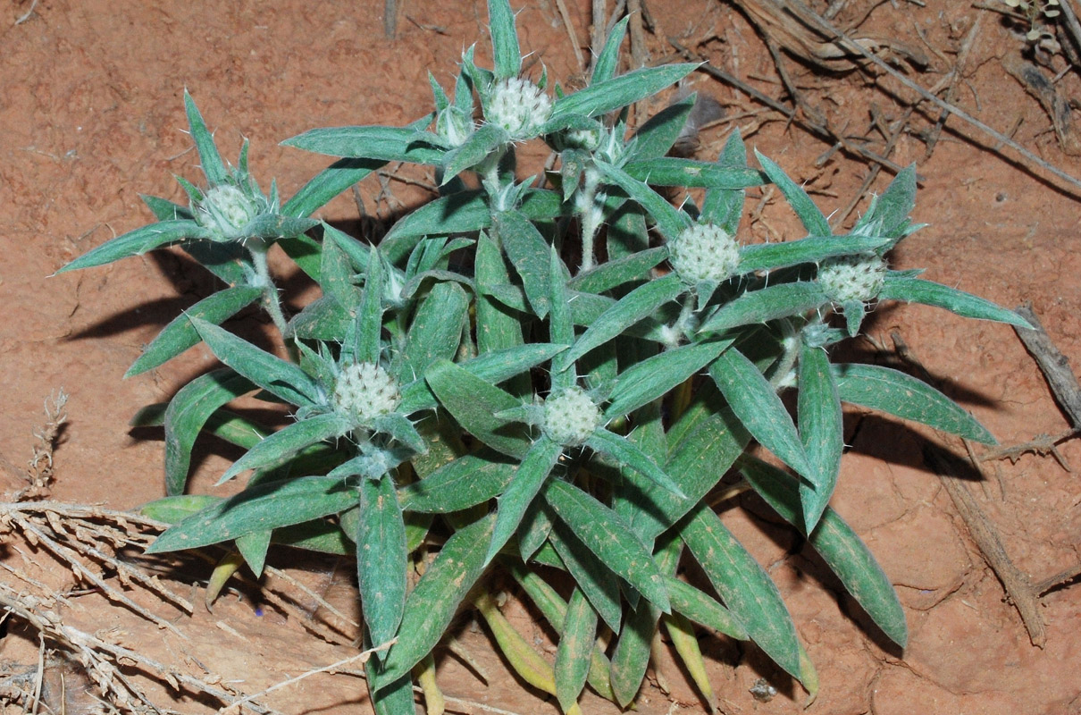 Изображение особи Echinops acantholepis.