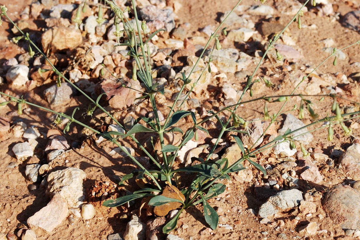 Изображение особи Silene glaucescens.