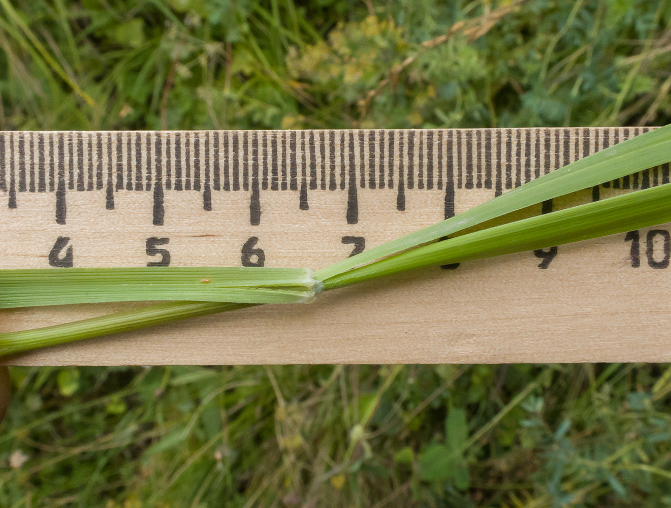 Изображение особи Festuca caucasica.