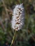 Bistorta officinalis