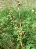 Juncus compressus