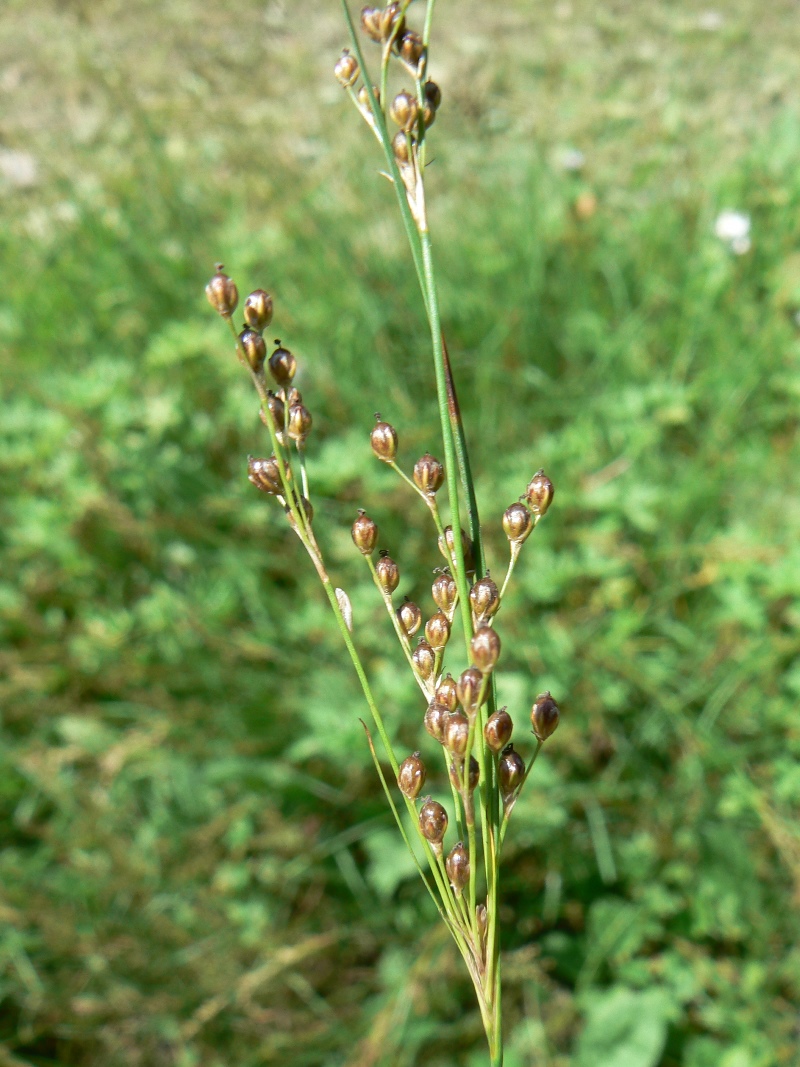 Изображение особи Juncus compressus.