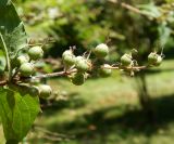 genus Deutzia. Верхушка побега с соплодием. Абхазия, г. Сухум, Сухумский ботанический сад, в культуре. Июль 2021 г.