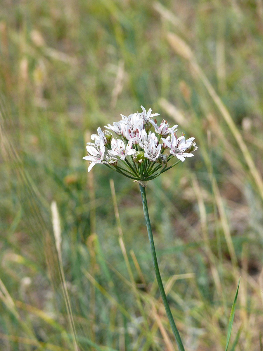 Image of Allium ramosum specimen.