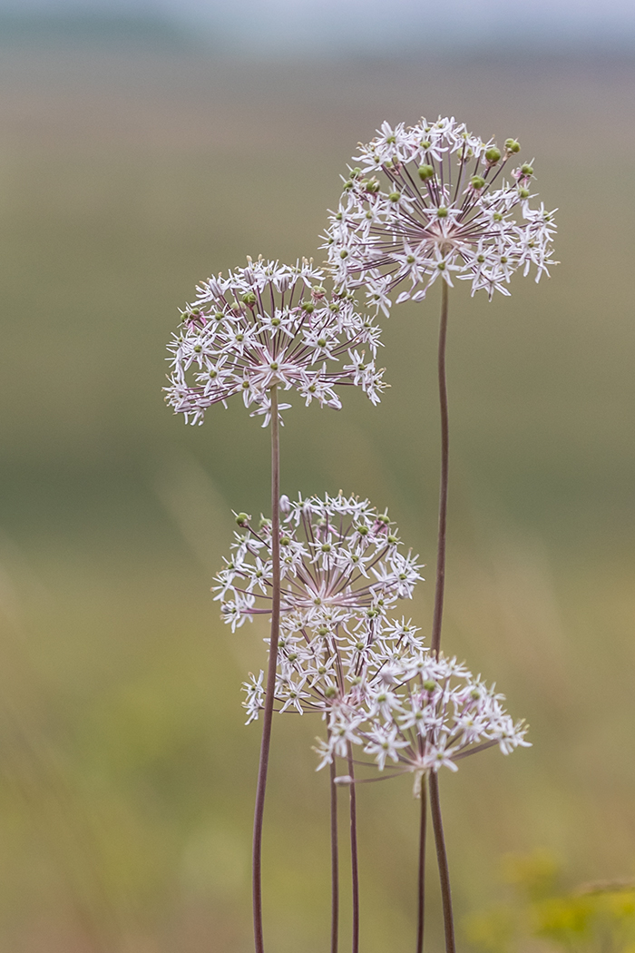 Изображение особи Allium decipiens.