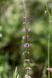 Salvia judaica