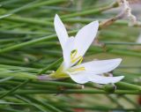 Zephyranthes candida