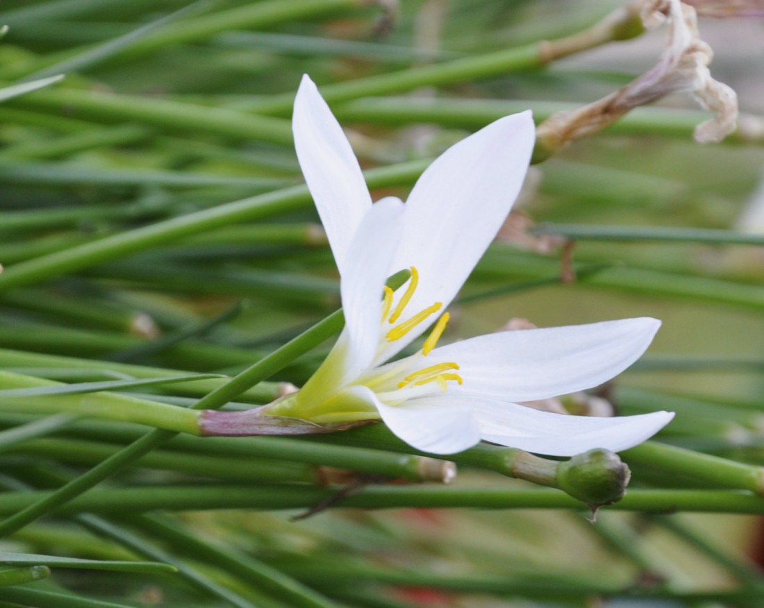 Image of Zephyranthes candida specimen.