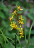 Ligularia sibirica. Общее соцветие. Хабаровский край, р-н им. Полины Осипенко, долина р. Гремячий Лог, берег реки. 19.07.2021.