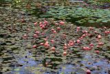 Nymphaea &times; marliacea