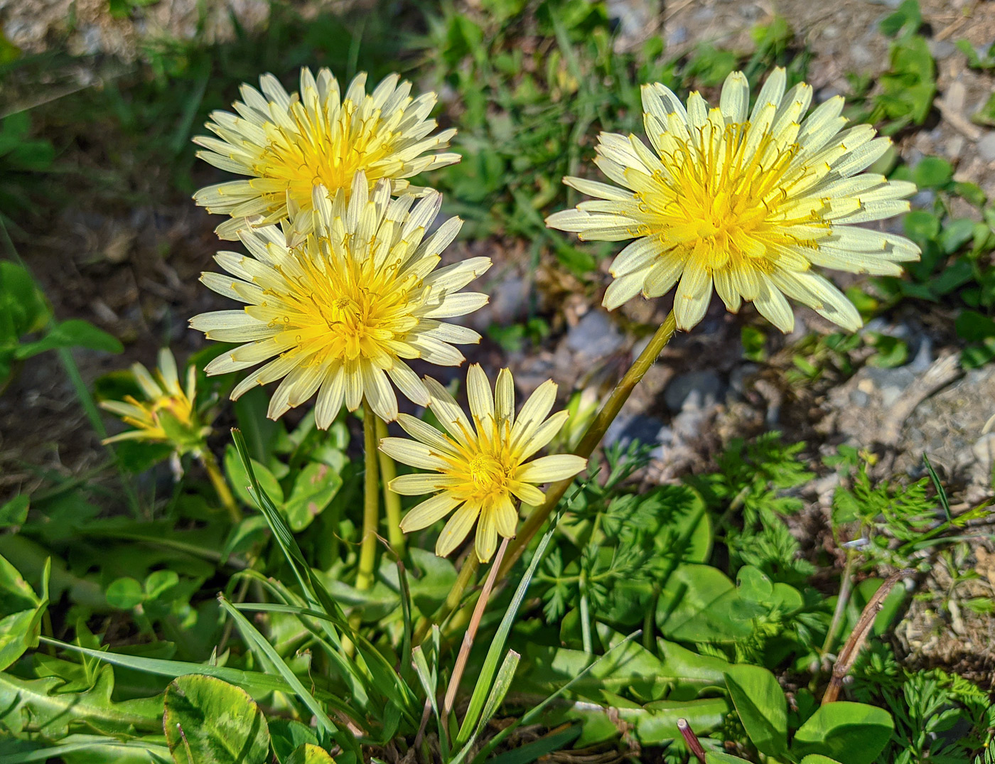 Image of Taraxacum confusum specimen.