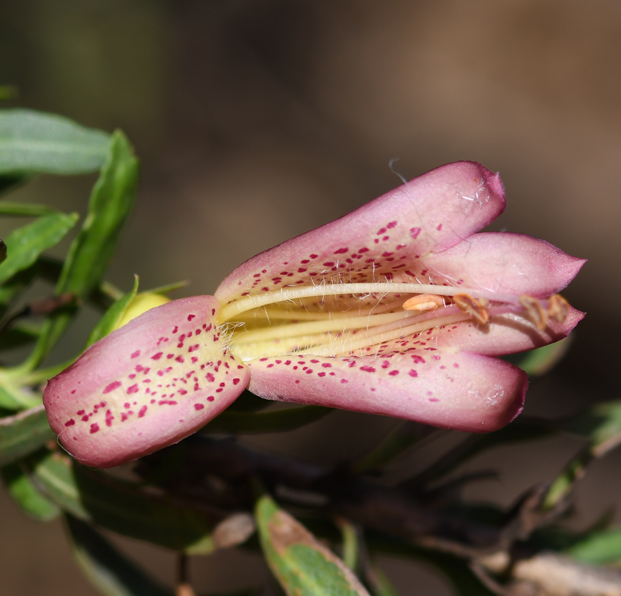 Image of Eremophila maculata specimen.